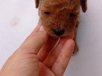Toy poodle