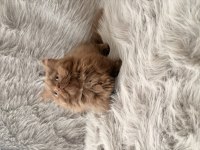 Cinnamon bicolor ve cinnamon longhair muchkin