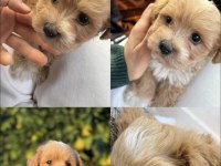 Maltipoo bebeğimiz