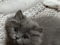 3 aylık erkek yavru british longhair