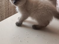 Güzel scottish fold kızımız yeni yuvasını arıyor