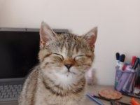 Tırtıl british shorthair bebek
