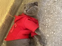 80 günlük iç dış paraziti yapılmış dişi scottish fold acil