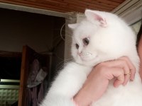 O BİR BRİTİSH LONGHAİR PAŞA