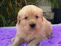 GOLDEN RETRİEVER YAVRULARI