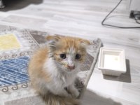 Kedimiz satılık değil sahiplendirilecektir
