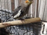 Ele alışık oyun hamuru gibi sultan papağanı