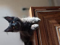 Blue ve Black smooke Arnold in son maine coon yavruları