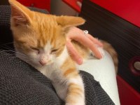 ÜCRETSİZ KEDİMİZİ SAHİPLENDİRME