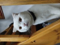 Scottish Fold