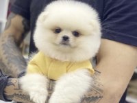 Pomeranian Boo Köpekleri İçin Ulaşın