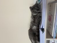 British shorthair dişi kedimiz