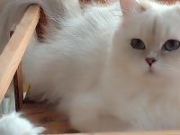 British longhair golden point cy11 33 full şecereli