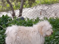9 aylık erkek tüm aşıları tam maltipoo