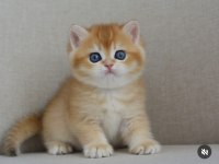Şaheser Gibi Golden Ny12 British Shorthair 