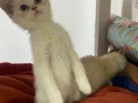 YAVRU BRİTİSH SHORTHAİR KEDİLER