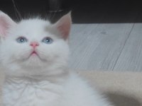 British shorthair beyaz