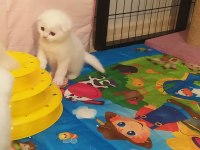 Scottish fold sağlıklı