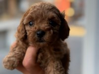 Tarifsiz sevgi toy poodle yavrularım
