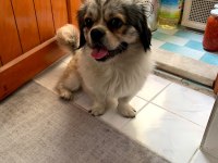 Shih Tzu Erkek Köpeğimiz