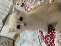Erkek Scottish fold