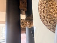 Prenses scottish fold kedimizi sahiplendiriyoruz