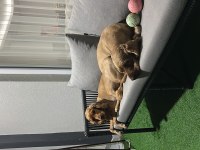 Cocker sahiplendirme