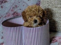 Orjinal Teacup Maltipoo Garantili
