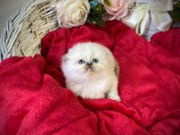 Highland Silver Scottish Fold Yavrumuz