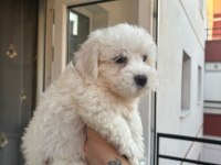 Terrier maltese