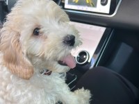 3 Aylık Yavru Maltipoo
