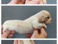 Burkemden dünyalar güzeli cavalier king charles yavruları