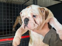 Üst düzey bulldog dişi yavrular