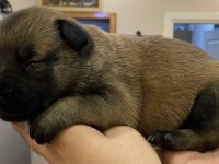 FCI Şecere Malinois