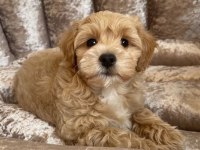 Safkan ırk garantili maltipoo yavruları mevcut