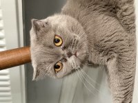 Scottish Fold Kedisi