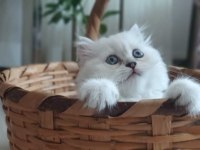 British longhair yavrularımıza ömürlük yuva arıyoruz