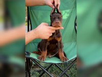 FCI KIF secereli doberman yavruları