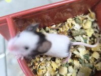 Dünyanın en küçük hamsteri pandalar