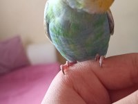 Muhabbet kuşumun yanına eş arıyorum
