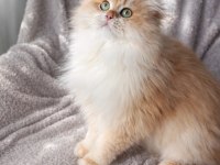 British longhair açıklamayı okumadan aramayın