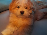 Maltipoo 6 aylık yavru