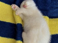 British Shorthair Blue Point