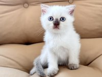 Scottish fold erkek 55 günlük