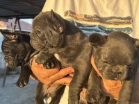 Kaliteli Kan Hattına Sahip French Bulldog Yavruları