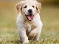 Ruhsatlı Köpek Çifliğinden Golden Yavrular A Scrli