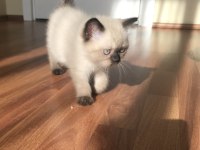 Oyunculuk desen var karizma desen var