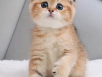 Top Kafacık Golden Scottish Fold 
