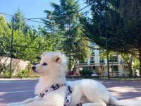 4 Aylık Pomeranian Spitz Cinsi Dişi Yavrumuz