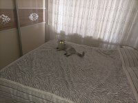Satılık 10 aylık erkek gri/beyaz british shorthair
